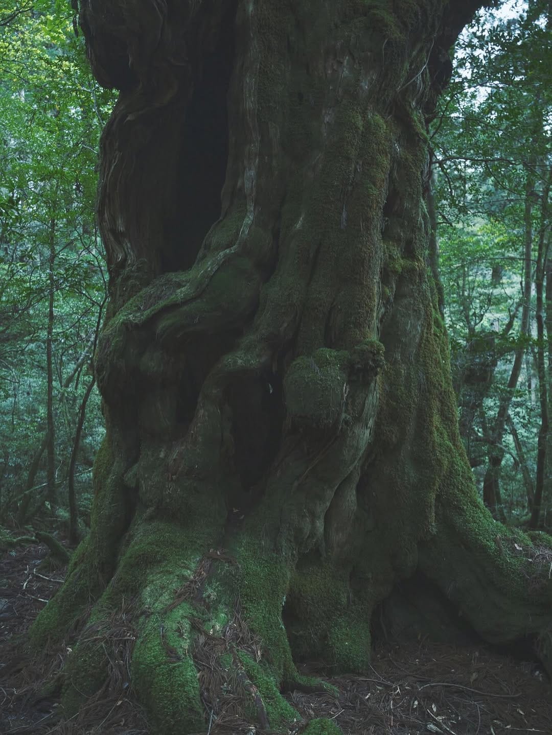 Post 9 by Shuhei  Tonami on Instagram (image)