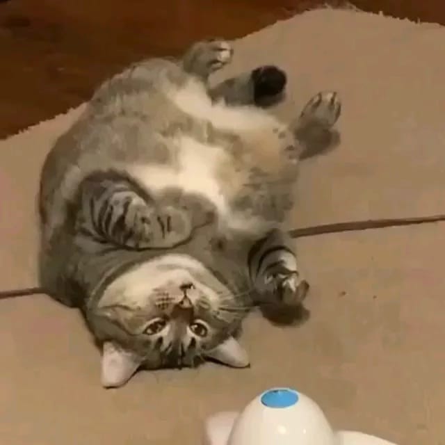 Post 2 by WeLoveCats on Instagram (video)