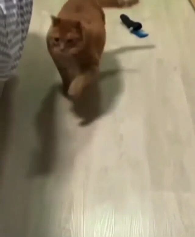 Post 10 by WeLoveCats on Instagram (video)