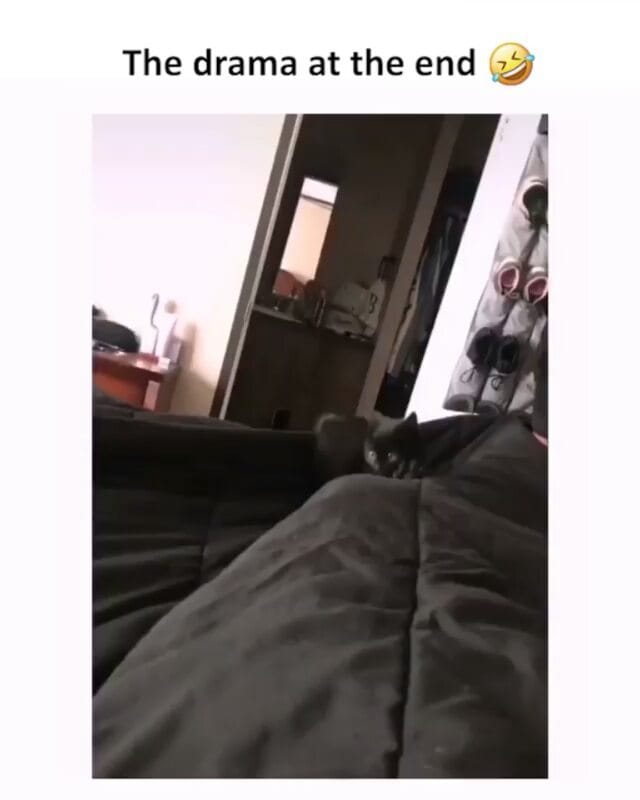 Post 9 by WeLoveCats on Instagram (video)