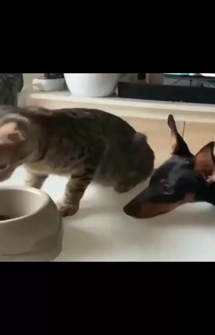 Post 5 by WeLoveCats on Instagram (video)