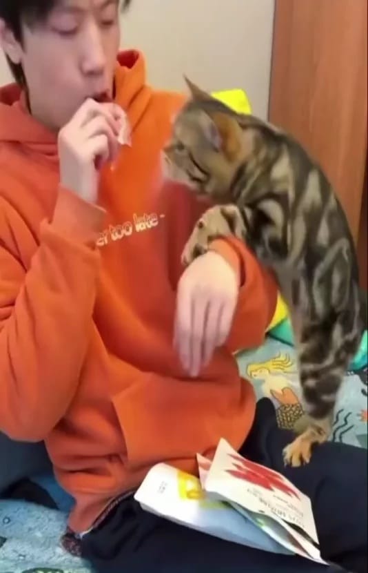 Post 7 by WeLoveCats on Instagram (video)