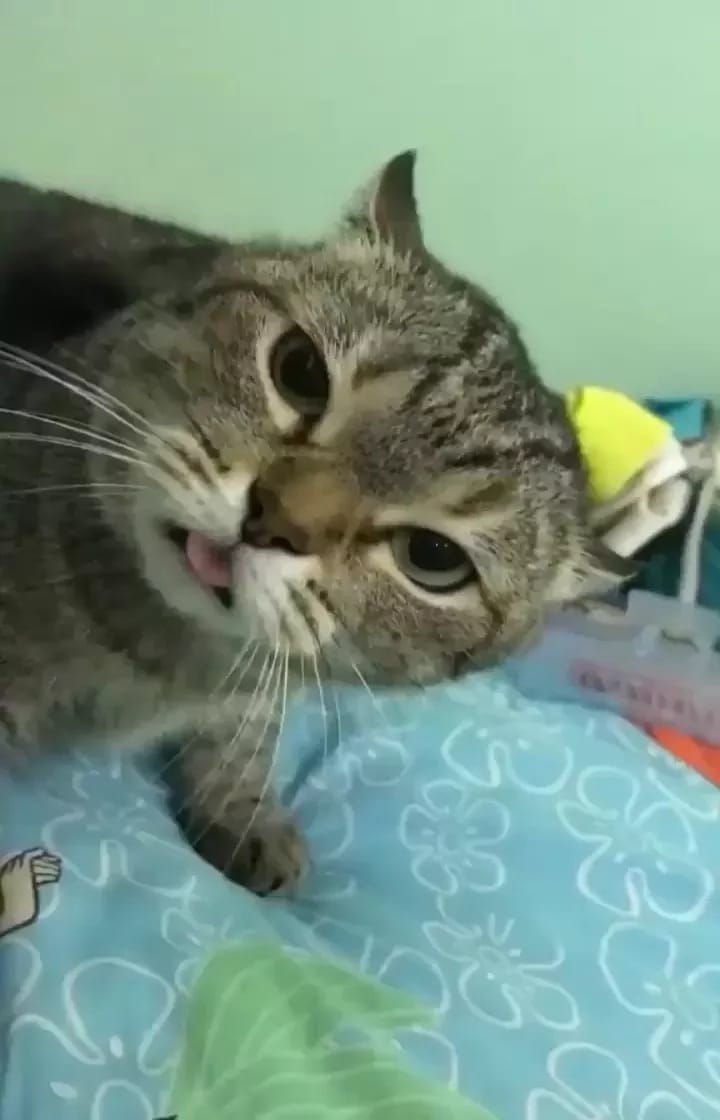 Post 8 by WeLoveCats on Instagram (video)