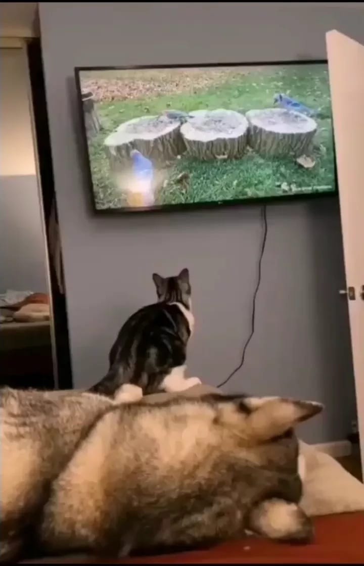 Post 4 by WeLoveCats on Instagram (video)