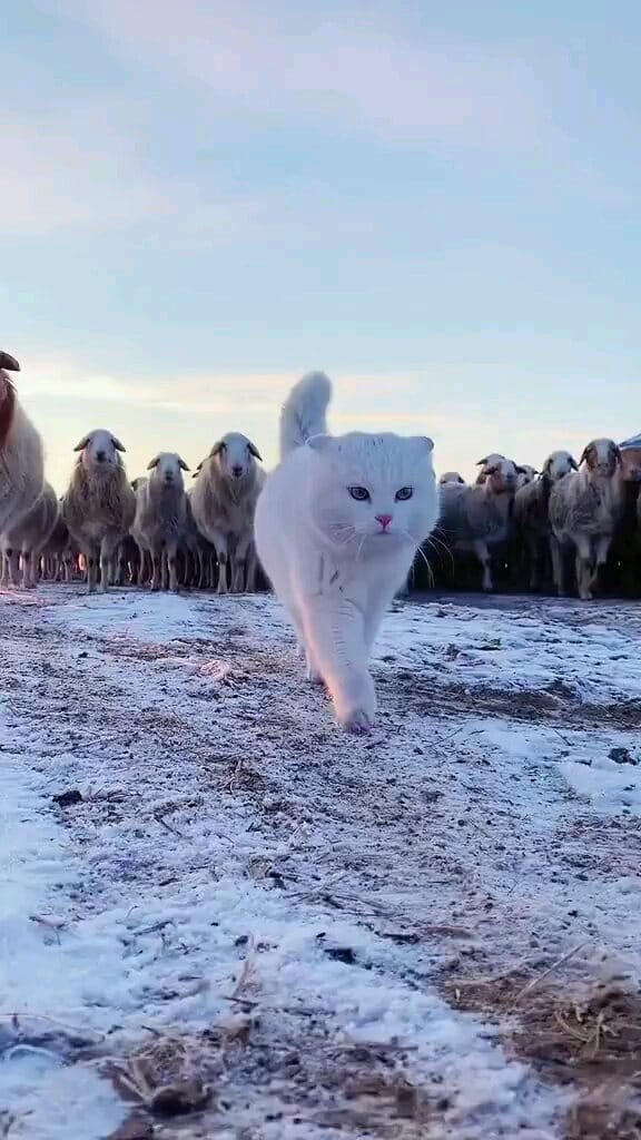 Post 1 by WeLoveCats on Instagram (video)