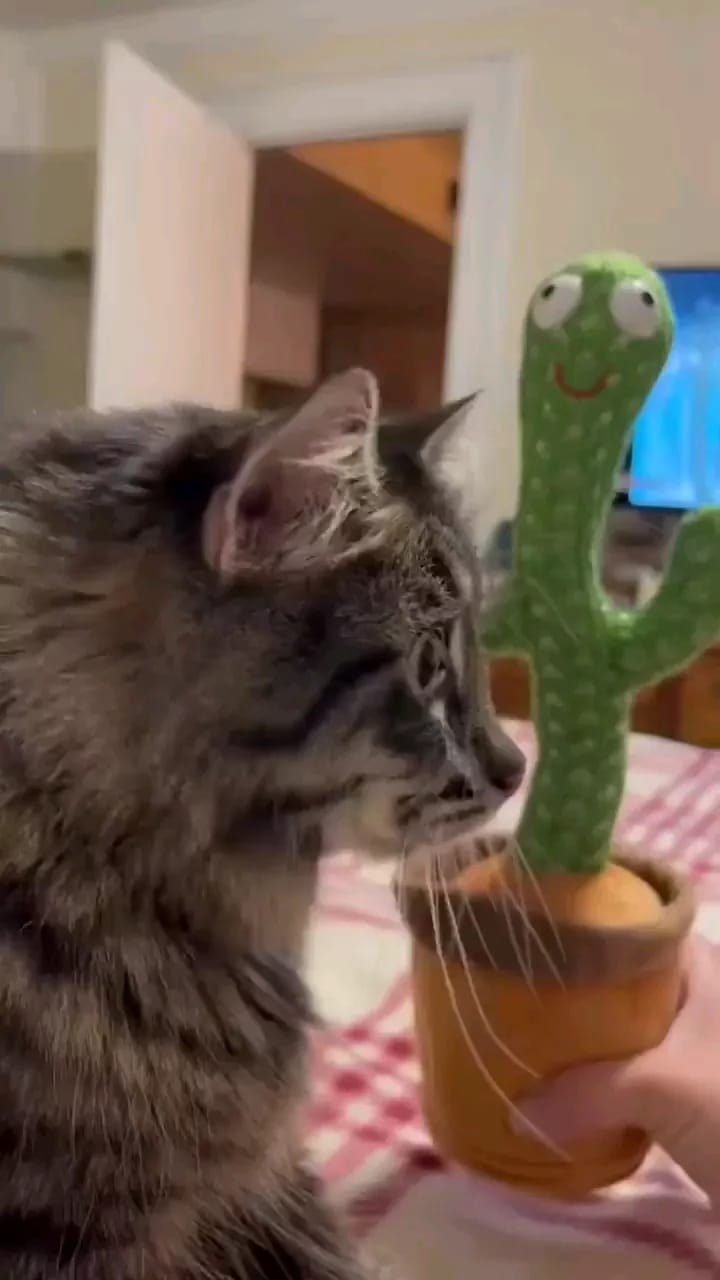 Post 3 by WeLoveCats on Instagram (video)