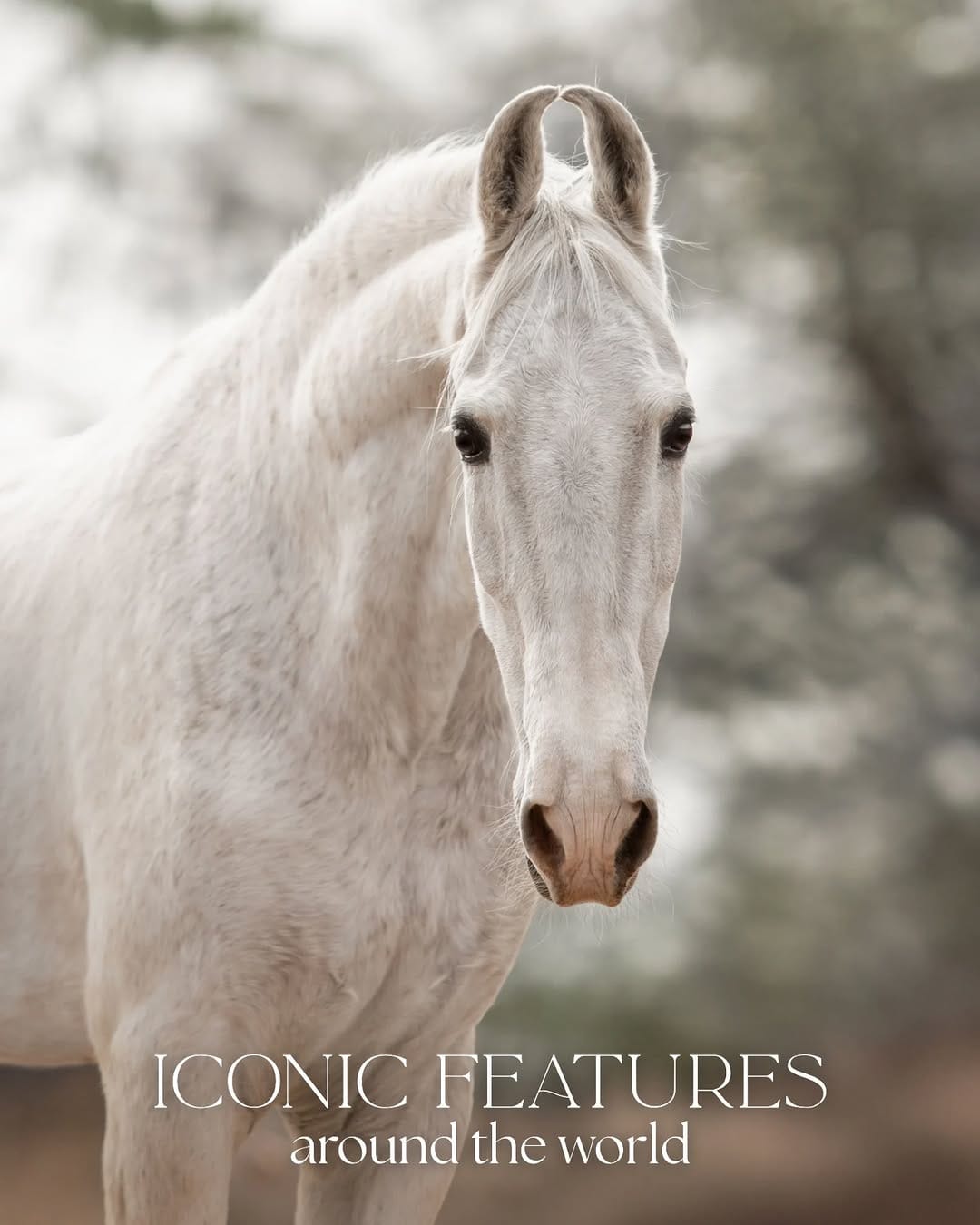 Post 7 by Equine photographer - Minh on Instagram (carousel)