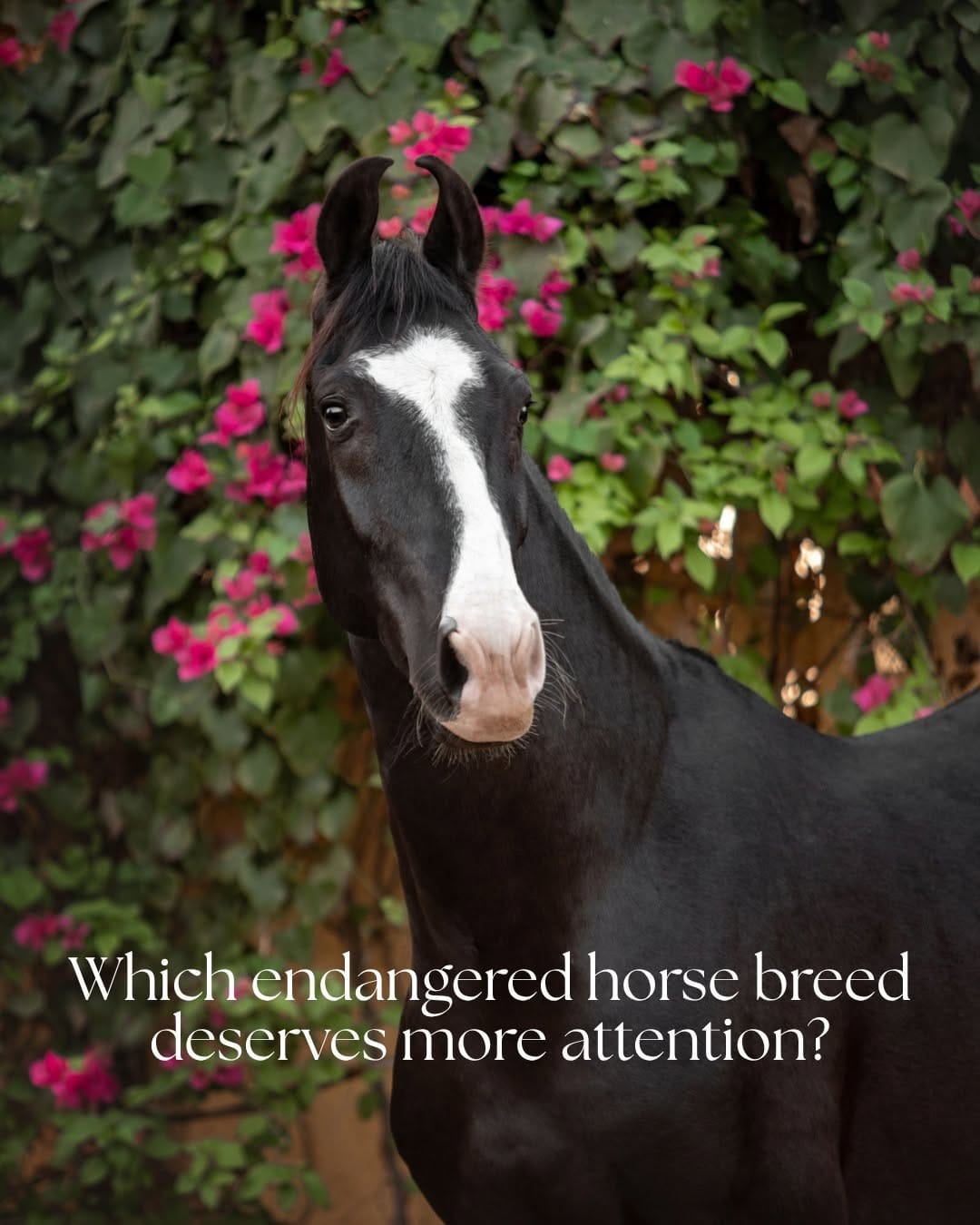 Post 4 by Equine photographer - Minh on Instagram (carousel)