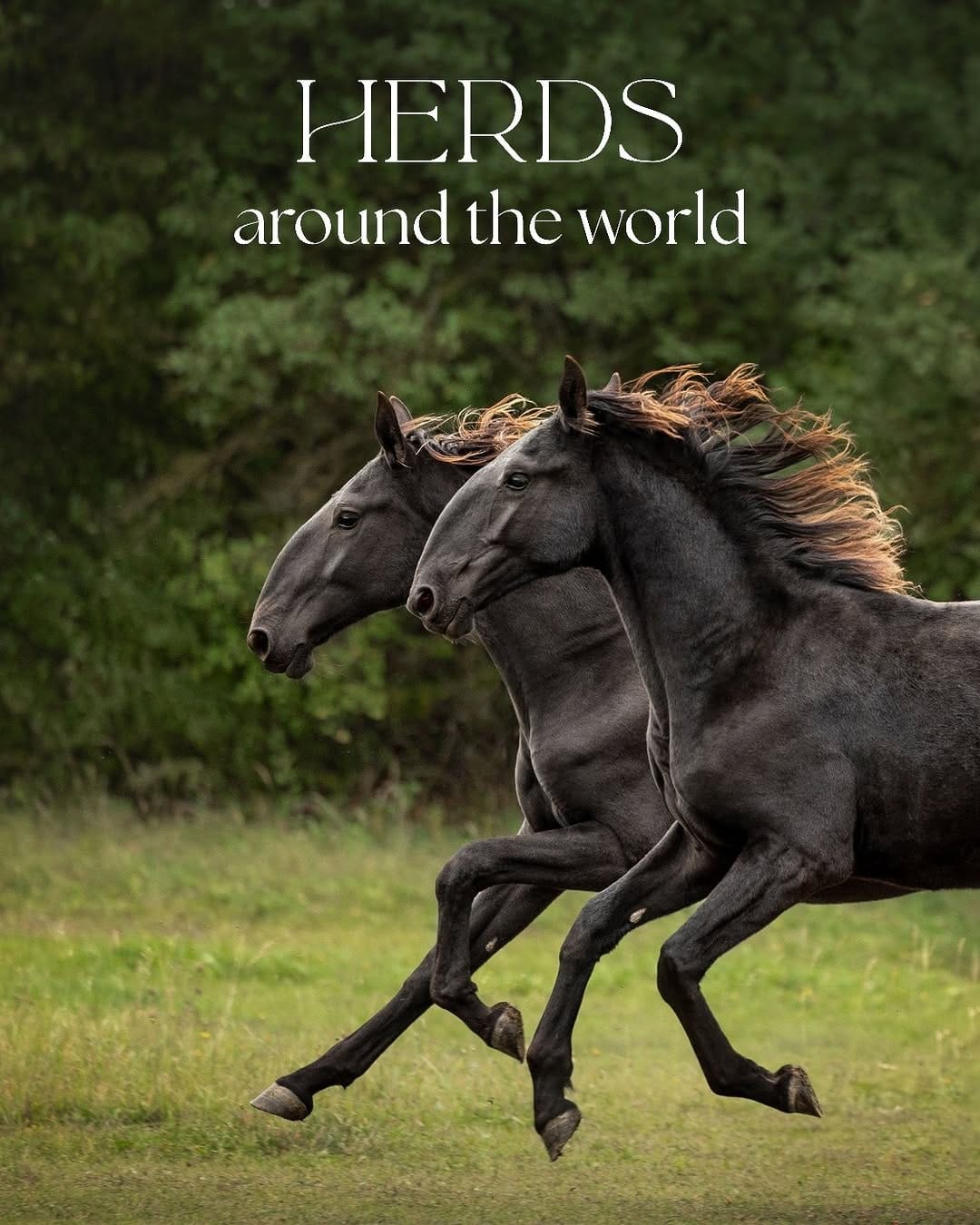 Post 5 by Equine photographer - Minh on Instagram (carousel)