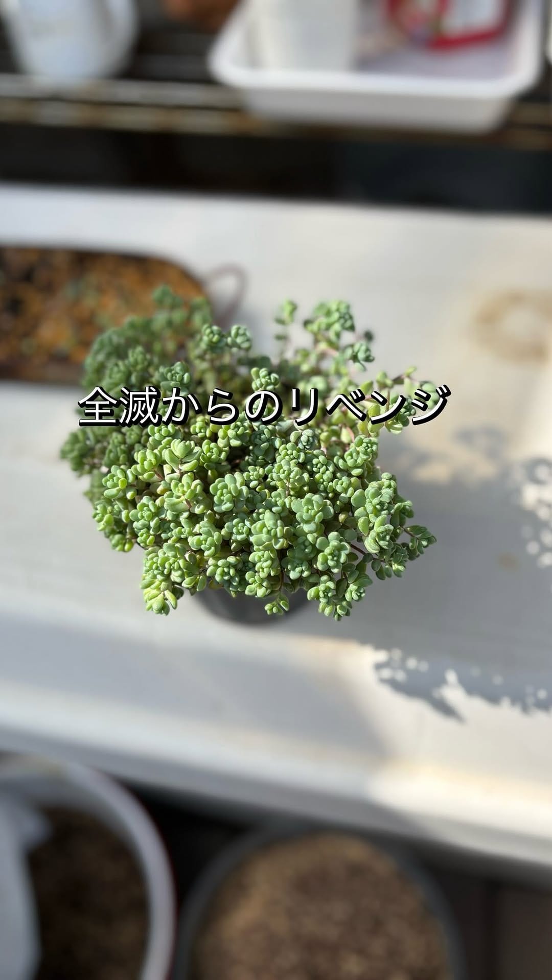 Post 2 by Natsumi/多肉と手作り鉢 on Instagram (video)