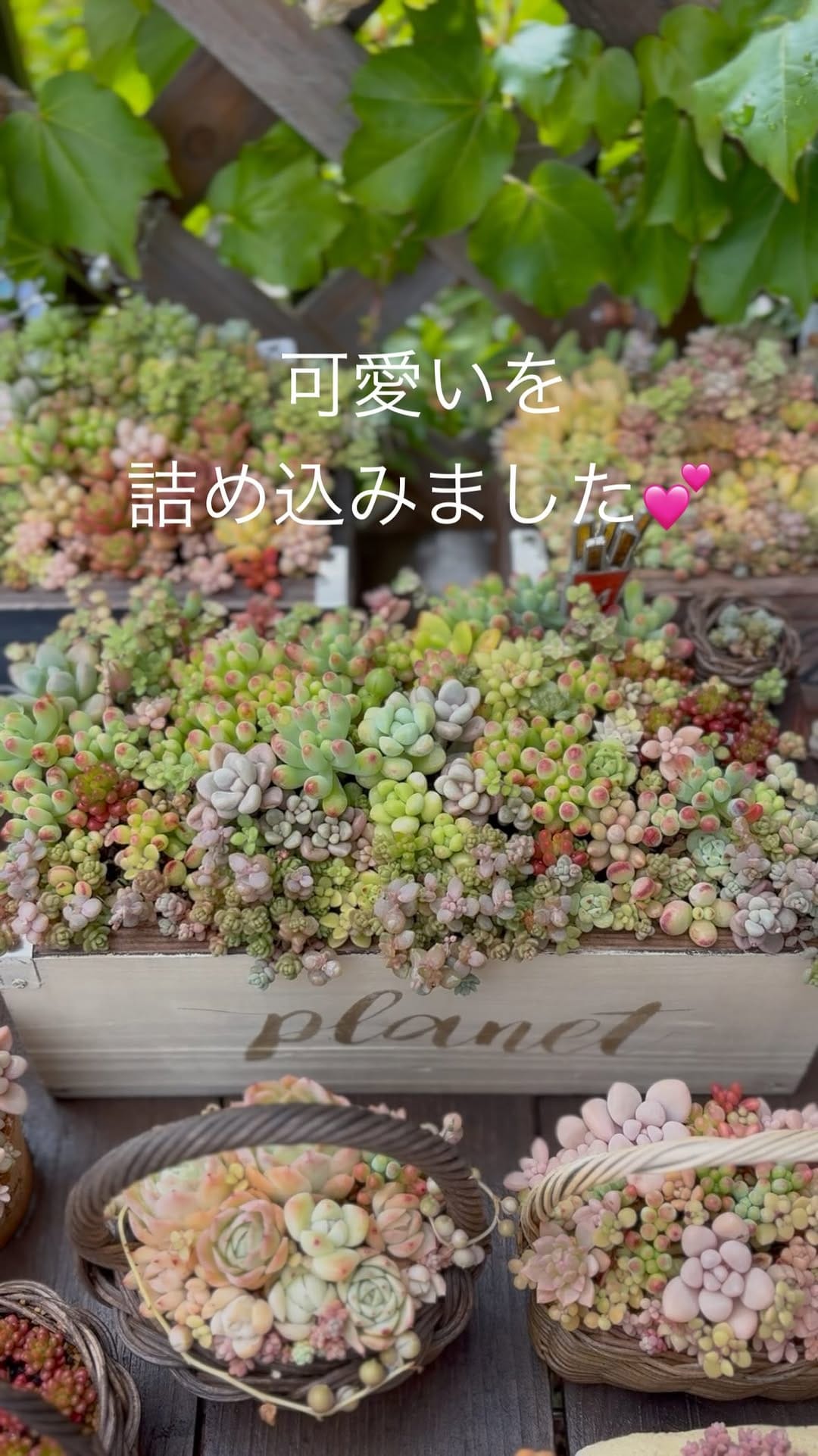 Post 5 by Natsumi/多肉と手作り鉢 on Instagram (video)