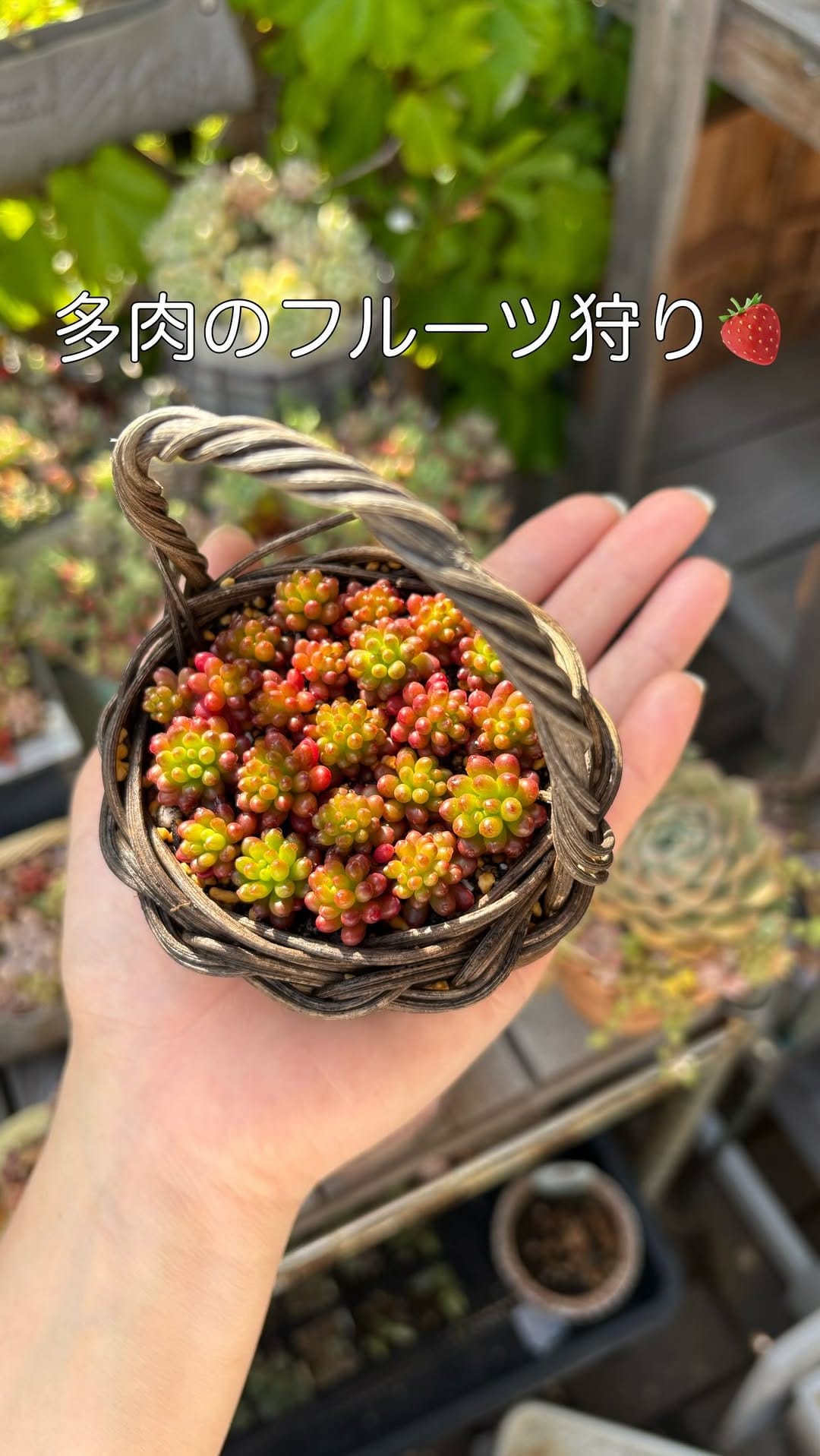 Post 8 by Natsumi/多肉と手作り鉢 on Instagram (video)