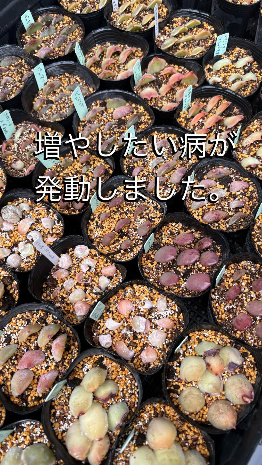 Post 7 by Natsumi/多肉と手作り鉢 on Instagram (video)