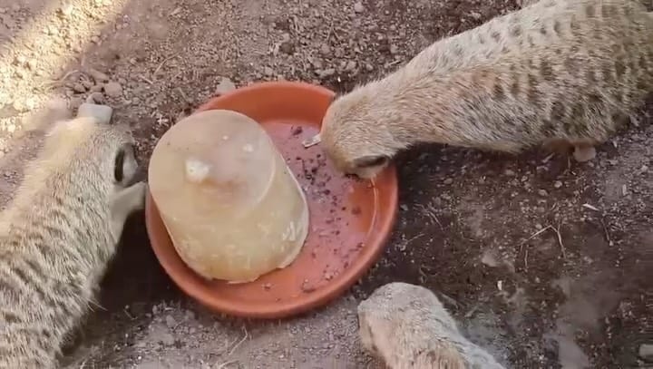 Post 4 by Jörg Gräser on Instagram (video)