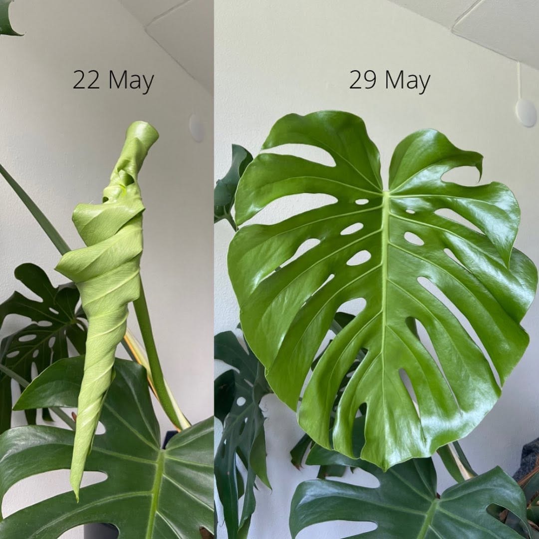Post 8 by Mascha🌱 Plant mom on Instagram (carousel)