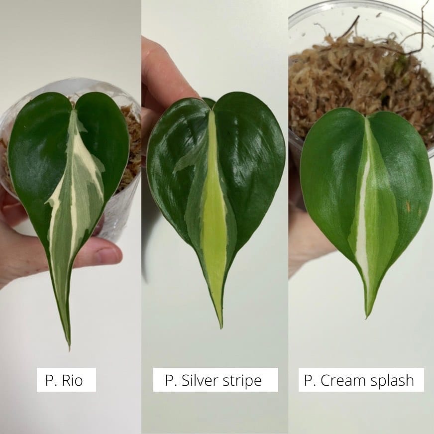 Post 9 by Mascha🌱 Plant mom on Instagram (image)