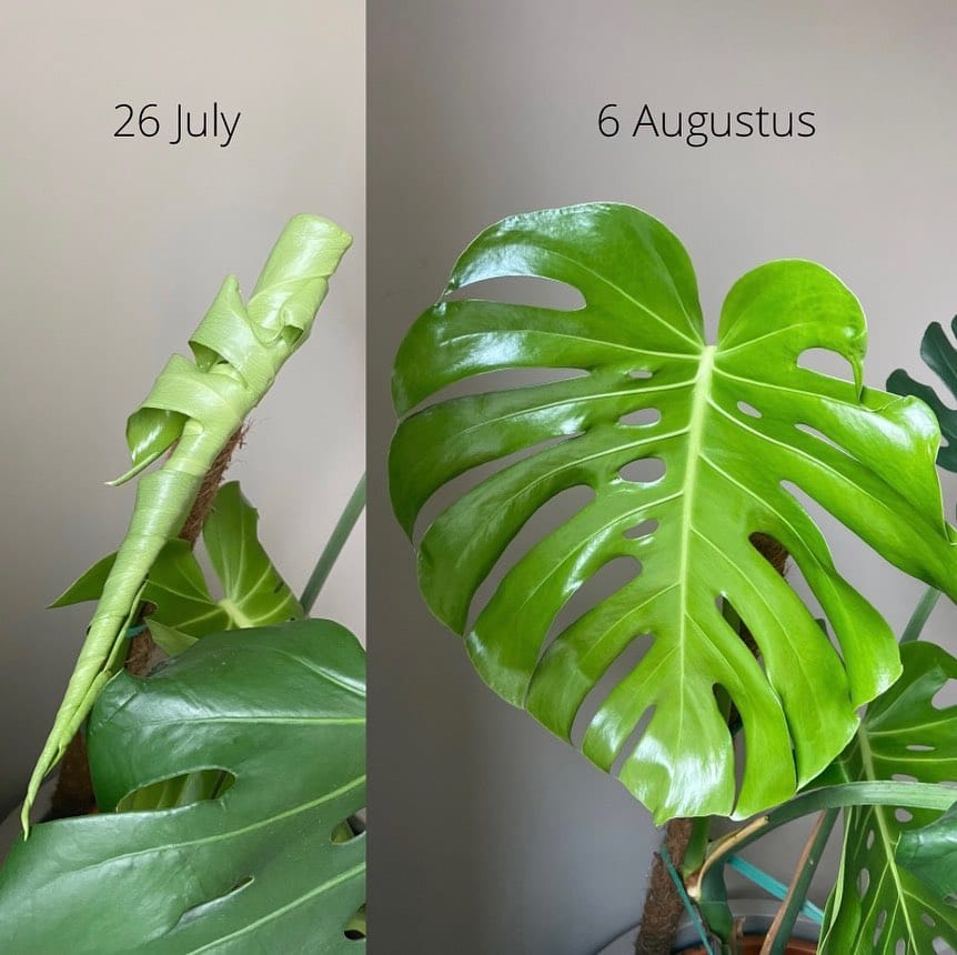 Post 2 by Mascha🌱 Plant mom on Instagram (carousel)