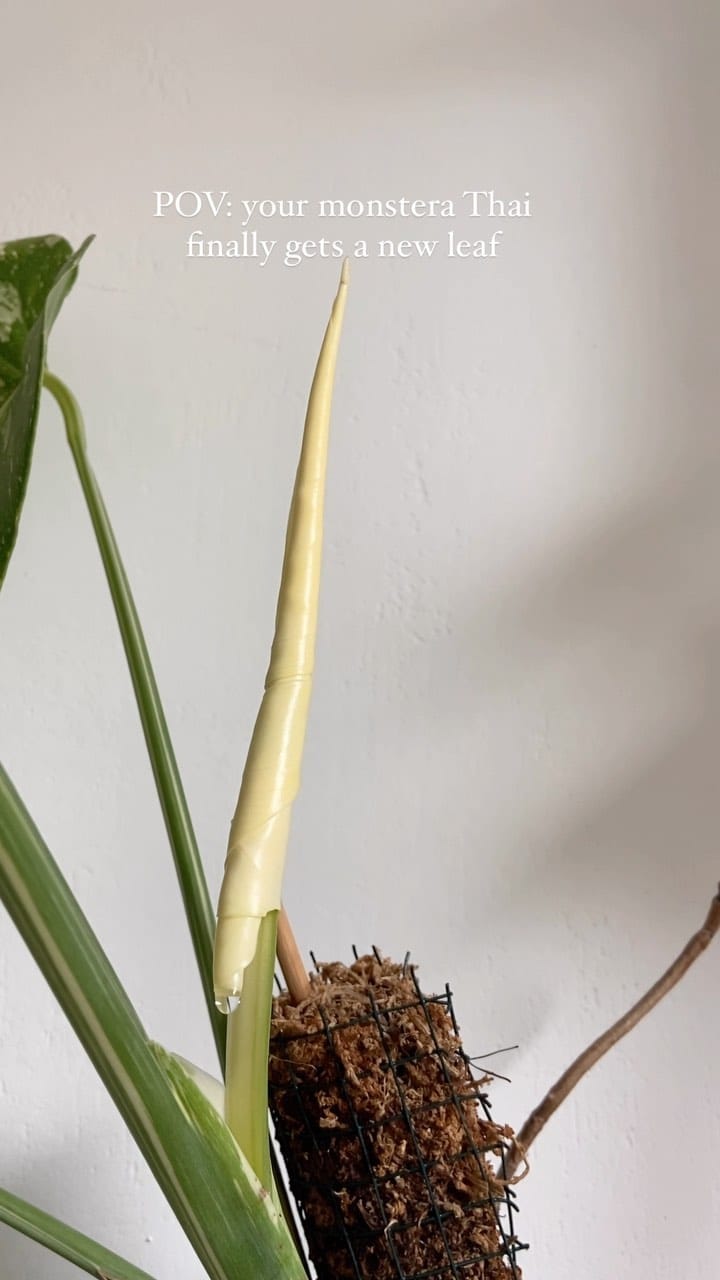 Post 1 by Mascha🌱 Plant mom on Instagram (video)