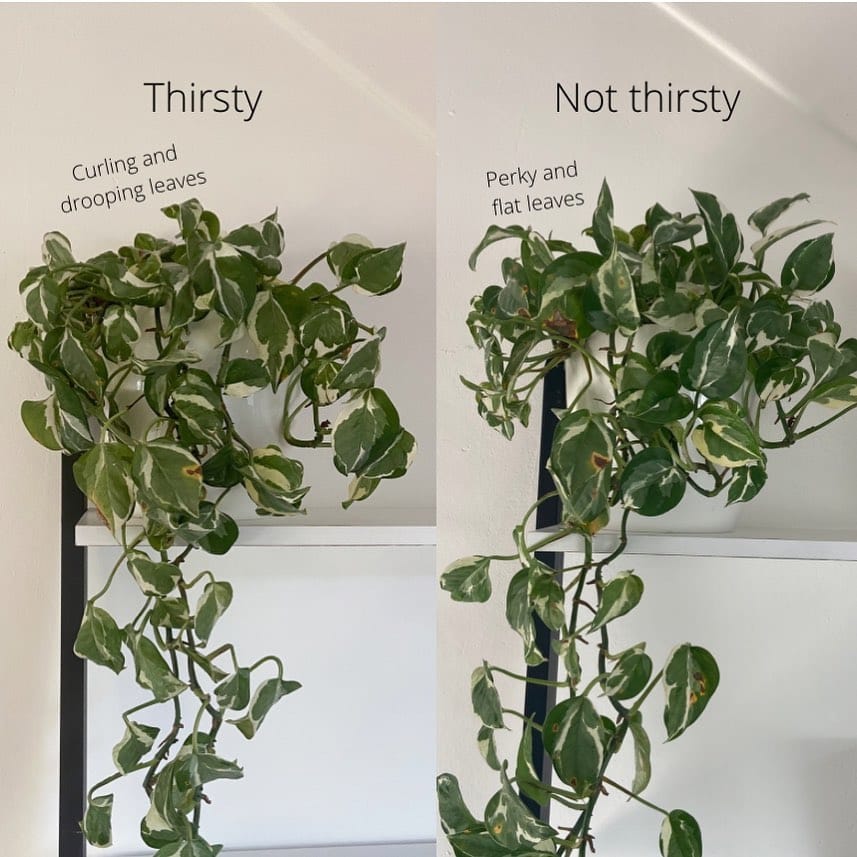 Post 6 by Mascha🌱 Plant mom on Instagram (image)