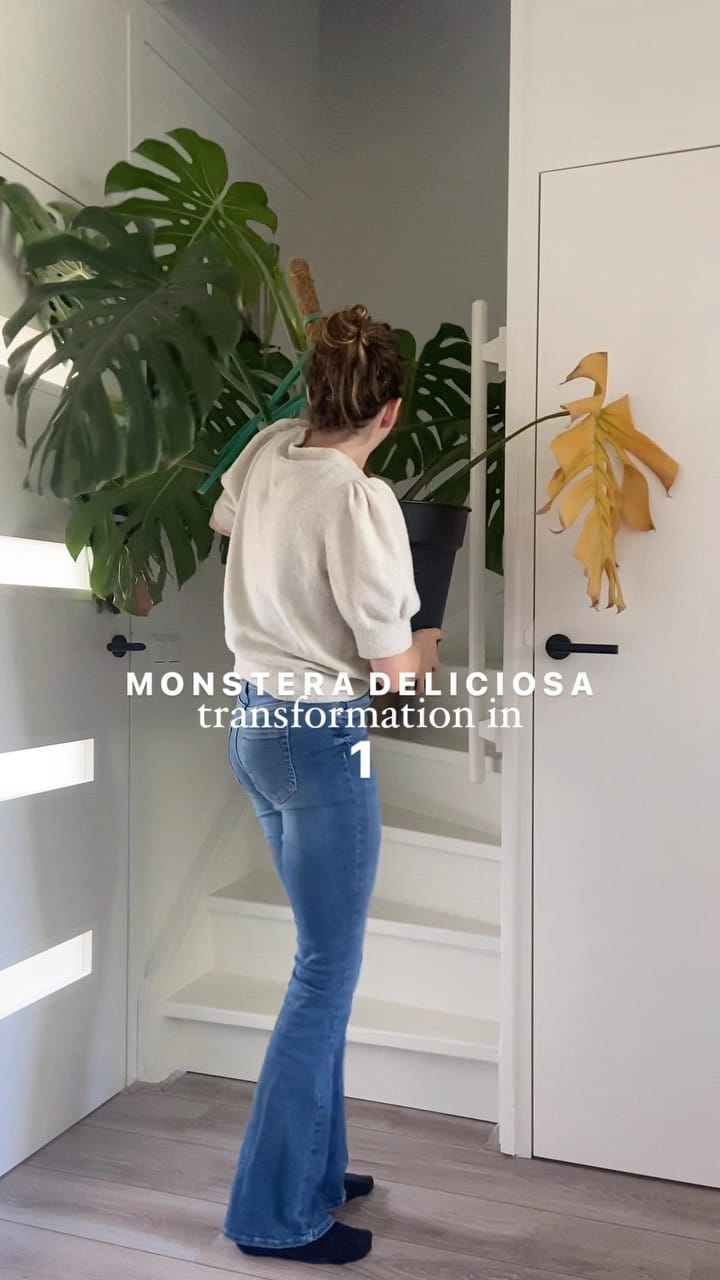 Post 4 by Mascha🌱 Plant mom on Instagram (video)