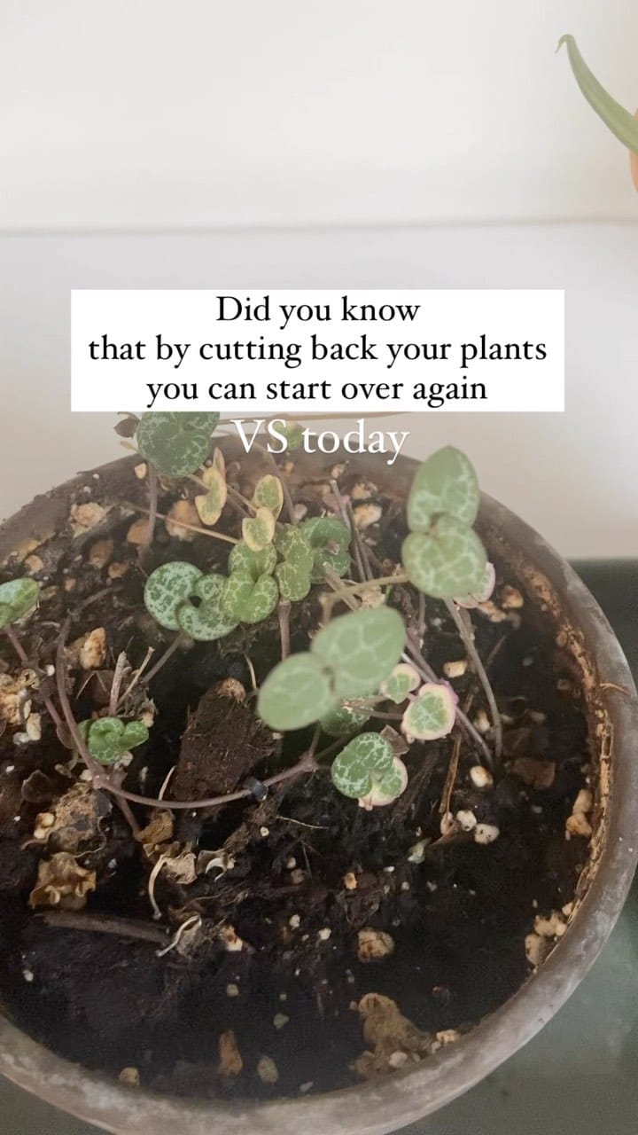 Post 5 by Mascha🌱 Plant mom on Instagram (video)