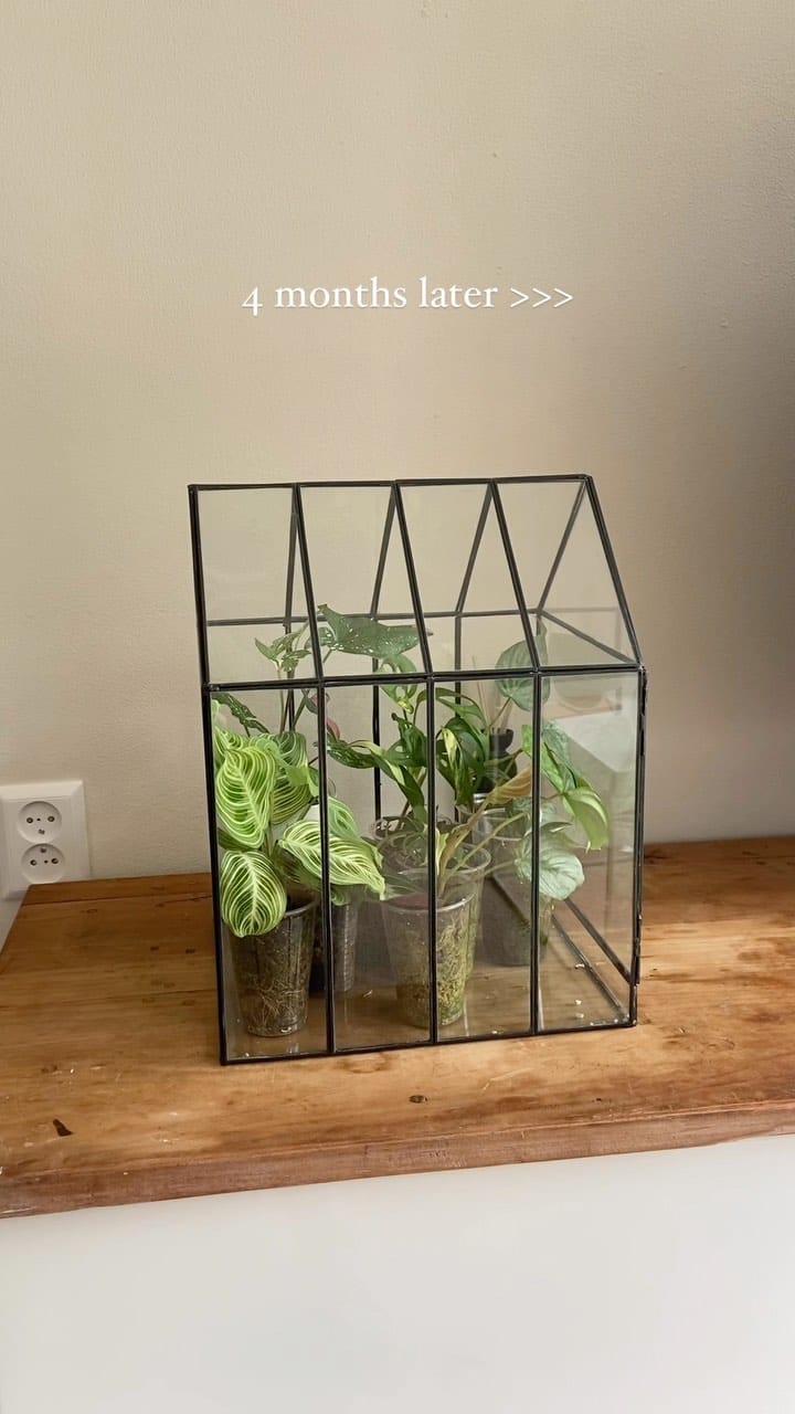 Post 3 by Mascha🌱 Plant mom on Instagram (video)