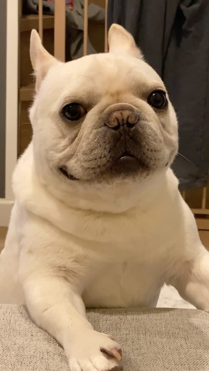 Post 10 by ぱむたろう 🐾 on Instagram (video)