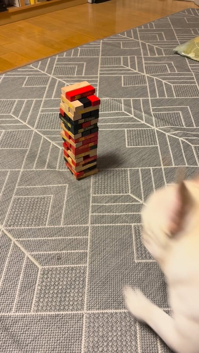 Post 4 by ぱむたろう 🐾 on Instagram (video)