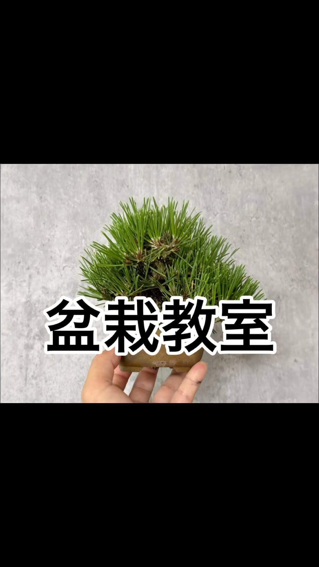 Post 8 by 🇯🇵Bontora🇯🇵 on Instagram (video)