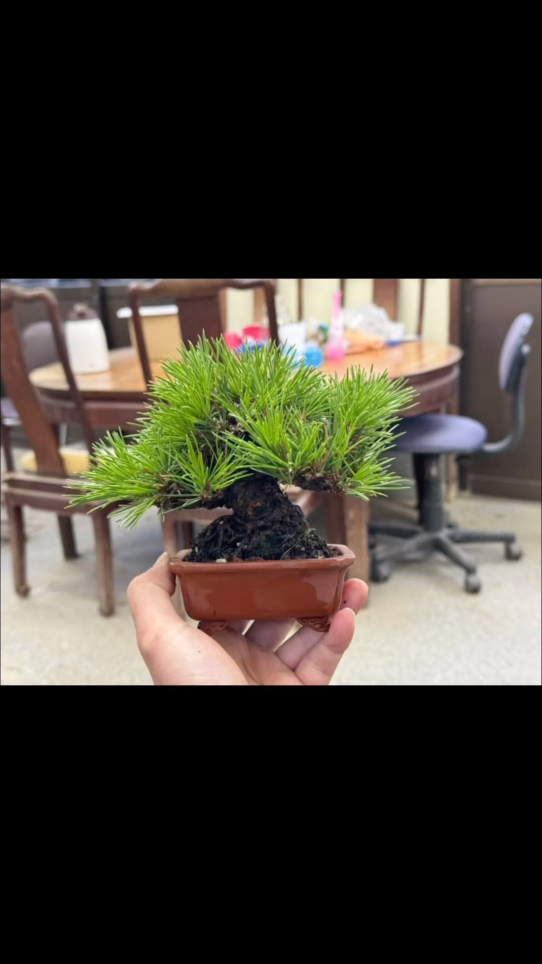 Post 9 by 🇯🇵Bontora🇯🇵 on Instagram (video)