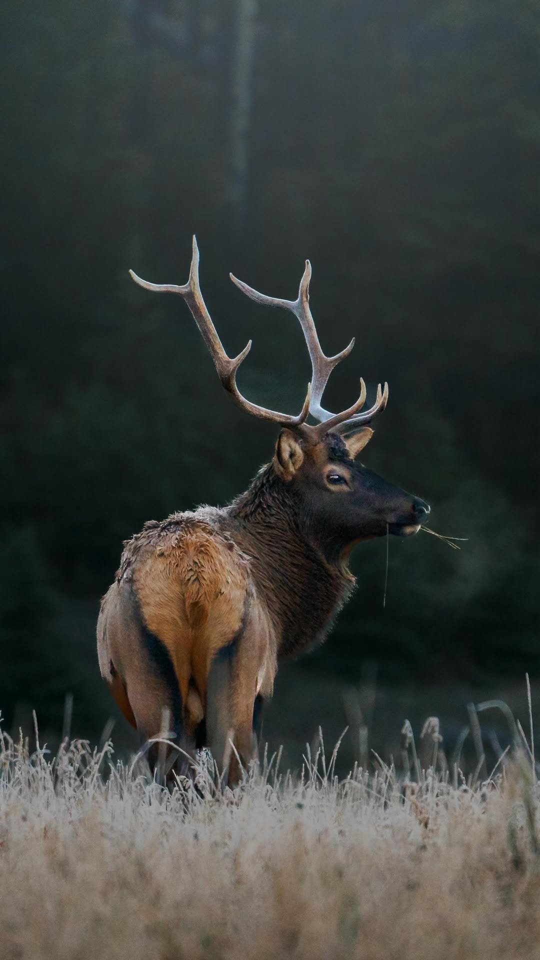 Post 6 by Victor Aerden on Instagram (video)