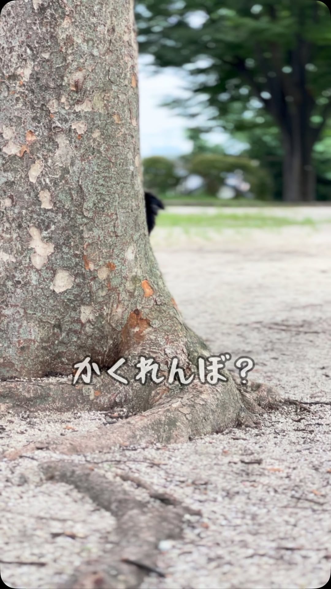 Post 1 by 濱本 太郎 on Instagram (video)
