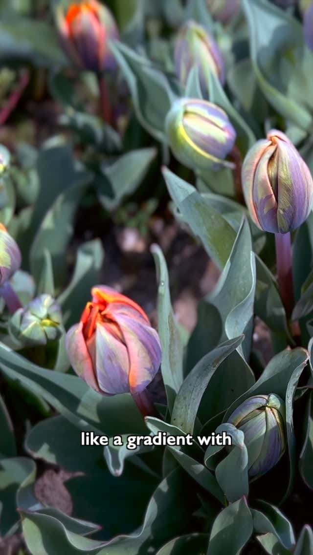 Post 5 by Ali Lickel on Instagram (video)