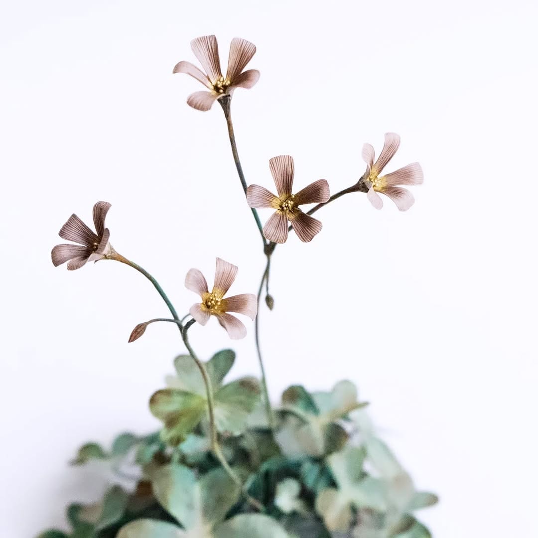 Post 8 by Shota Suzuki on Instagram (image)