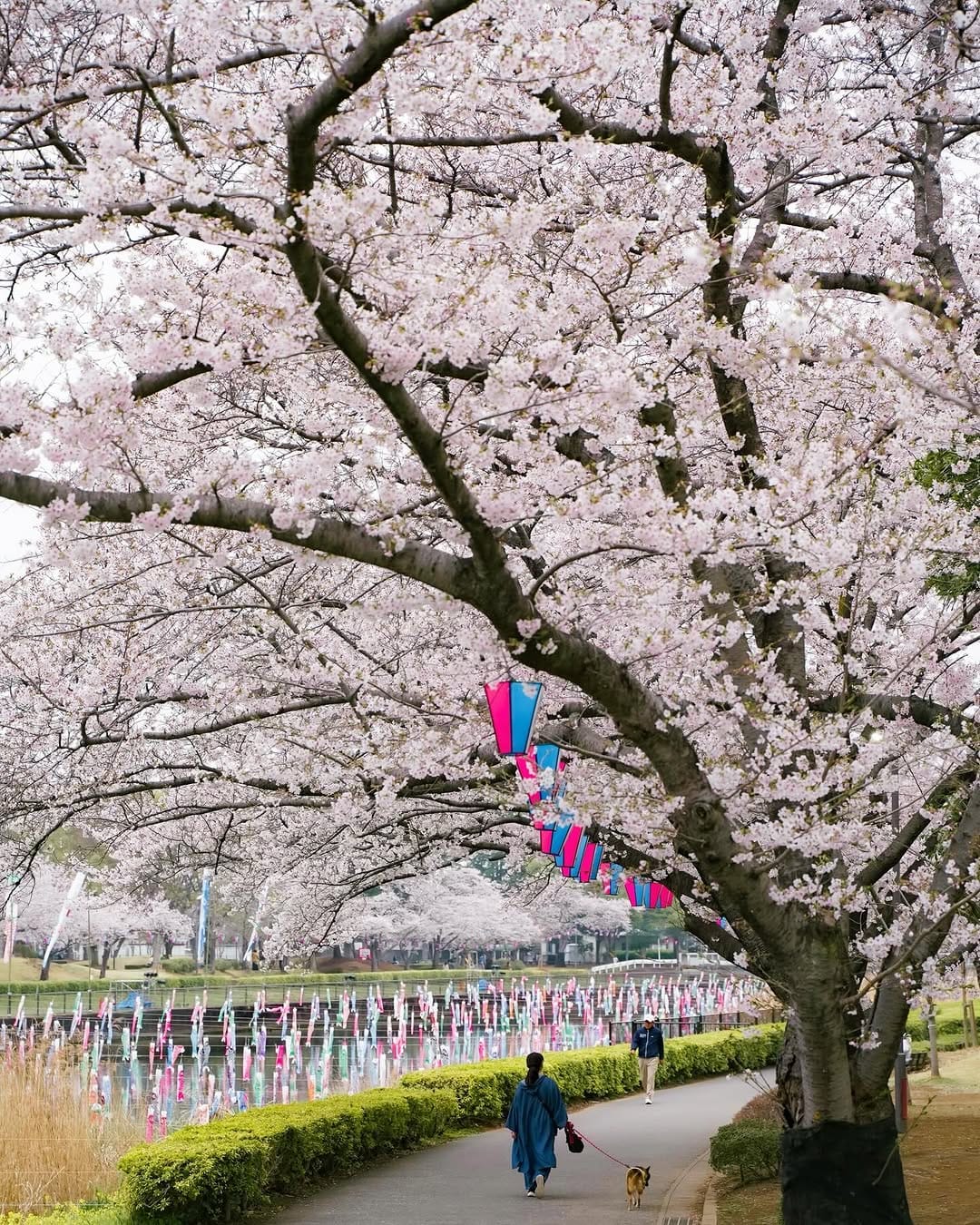 Post 9 by Caro カロ | Japan through my eyes 🗻 on Instagram (carousel)