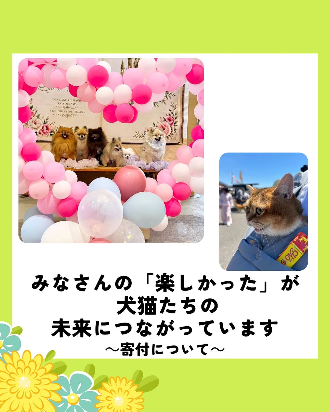 Post 3 by 【公式】にいがた犬の陣✕猫の陣 on Instagram (carousel)