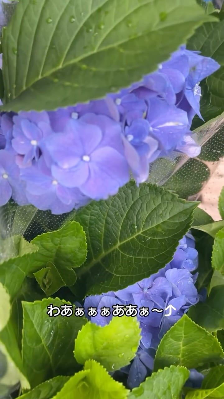Post 3 by 熊本|やさいの無人販売所 on Instagram (video)