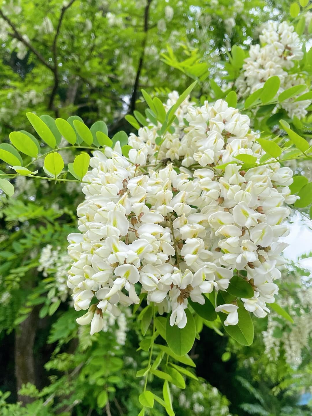 Post 6 by 山のはちみつ屋 / Akita Tazawako on Instagram (carousel)