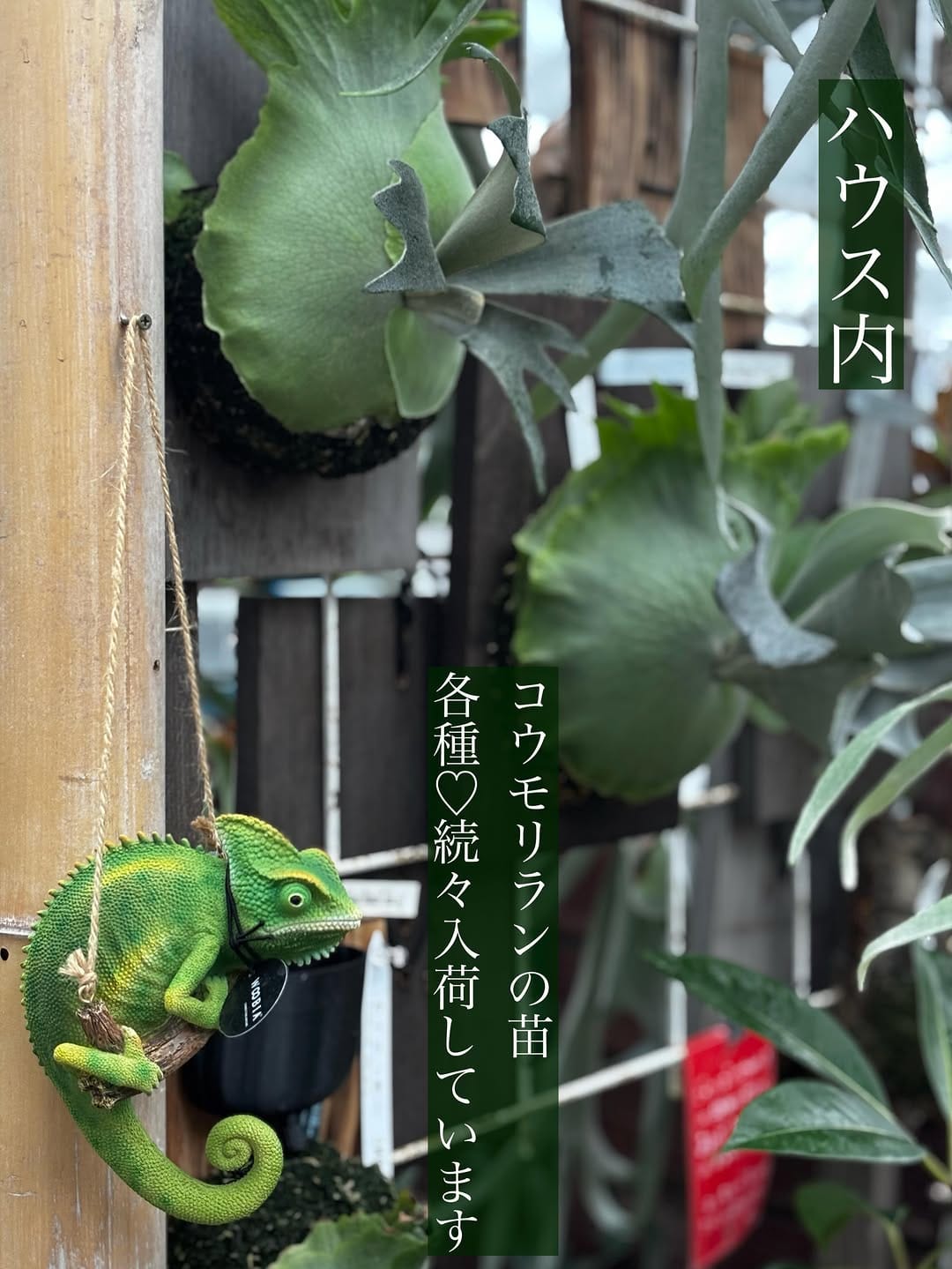 Post 9 by 大洋グリーン on Instagram (carousel)