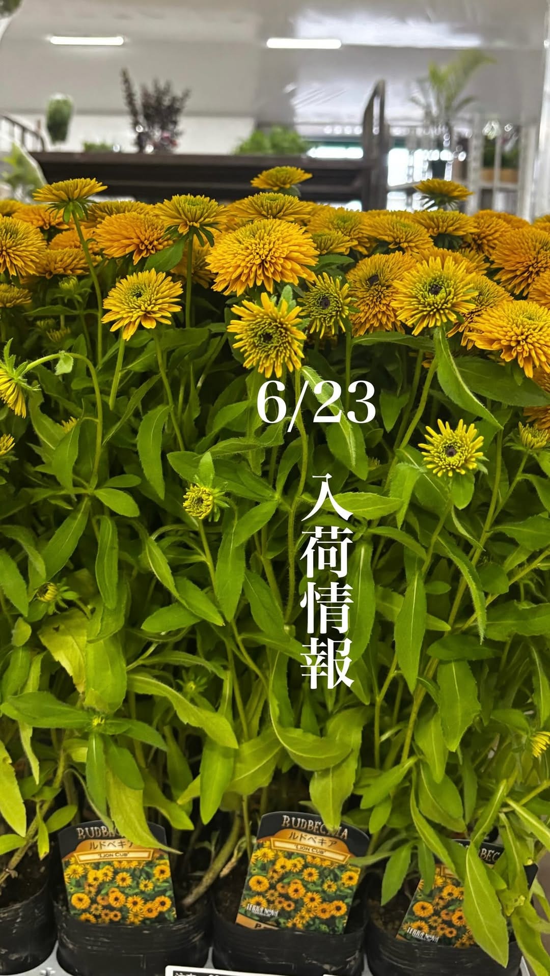 Post 4 by 大洋グリーン on Instagram (video)