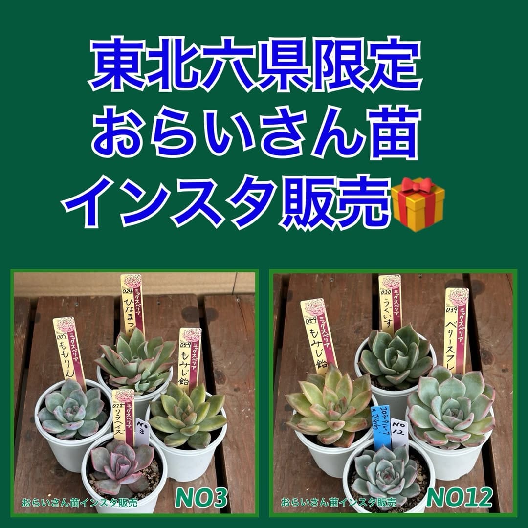 Post 6 by 多肉屋ＧＰＫ on Instagram (carousel)