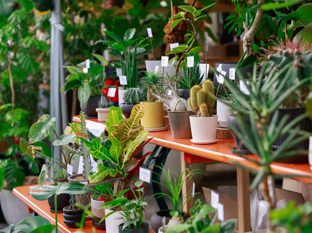 Post 1 by LadyBird succulents & cacti @鹿沼 on Instagram (image)