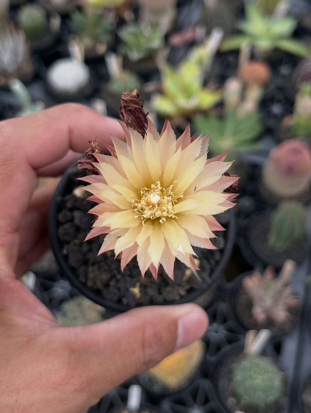 Post 5 by LadyBird succulents & cacti @鹿沼 on Instagram (carousel)