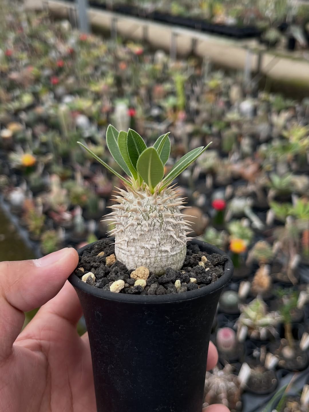 Post 4 by LadyBird succulents & cacti @鹿沼 on Instagram (image)