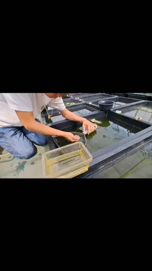 Post 2 by うなとろふぁ〜む on Instagram (video)