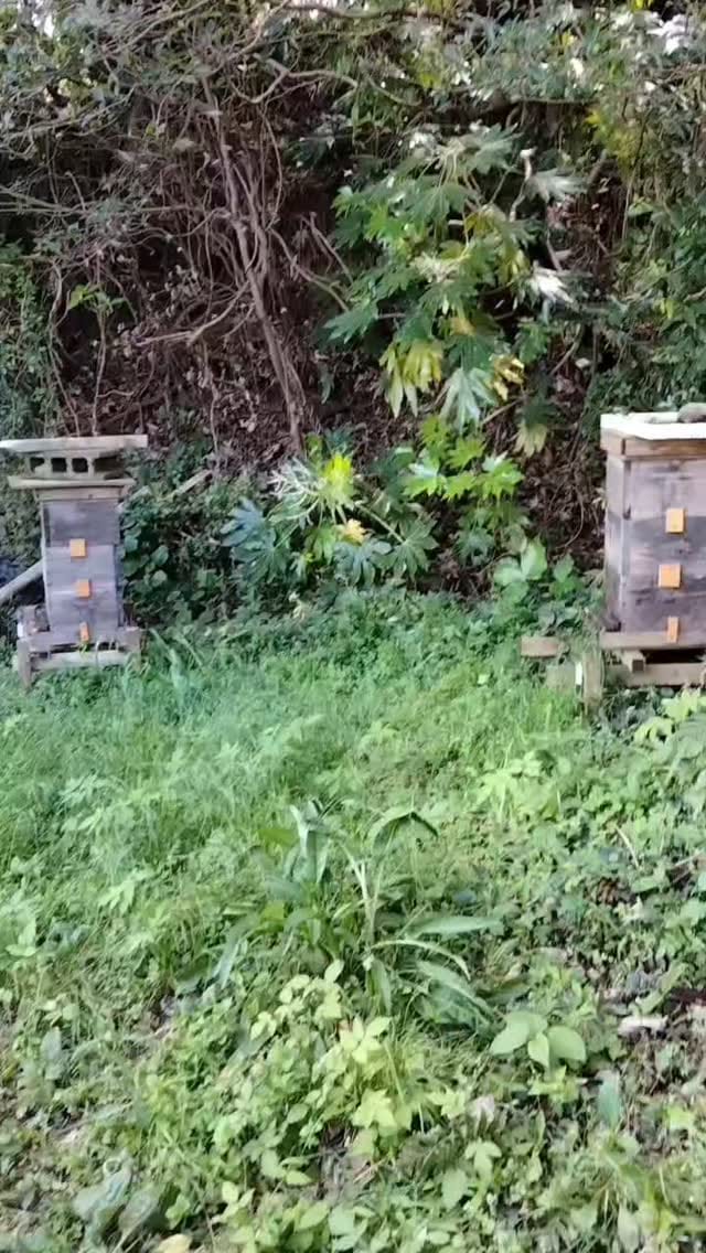Post 5 by k-farm on Instagram (video)