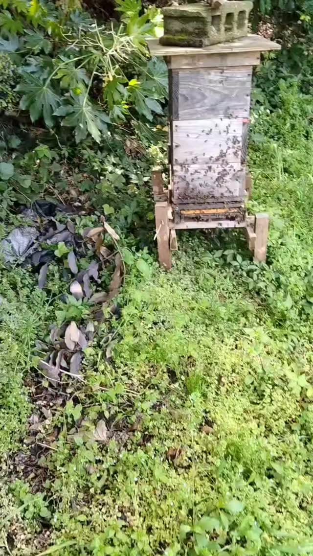 Post 7 by k-farm on Instagram (video)