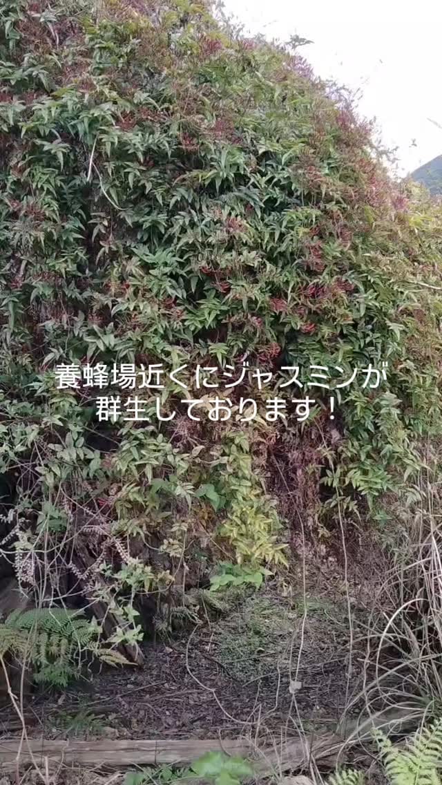 Post 10 by k-farm on Instagram (video)