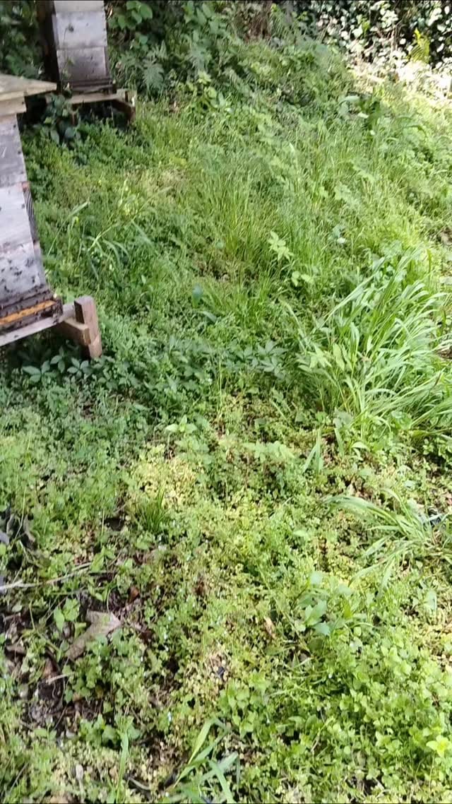 Post 6 by k-farm on Instagram (video)