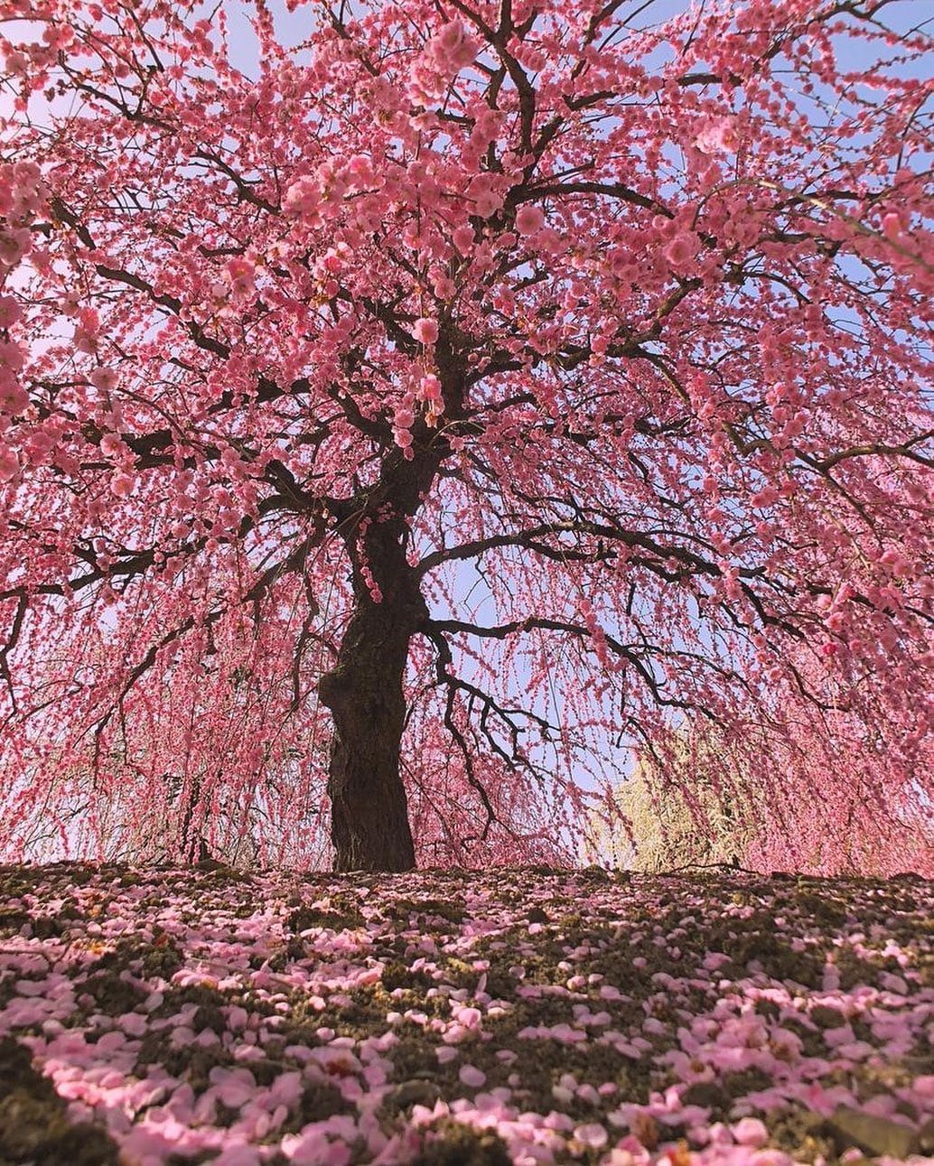 Post 4 by Japan of Insta on Instagram (image)
